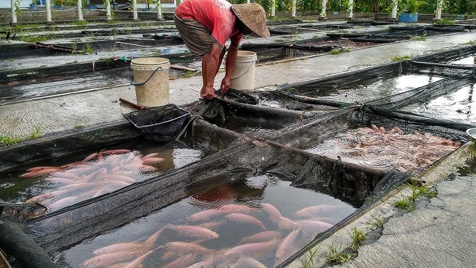 Warna Air Yang Baik Untuk Budidaya Ikan
