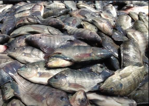 Masa Pembesaran Ikan Nila Sebaiknya Berapa Bulan?