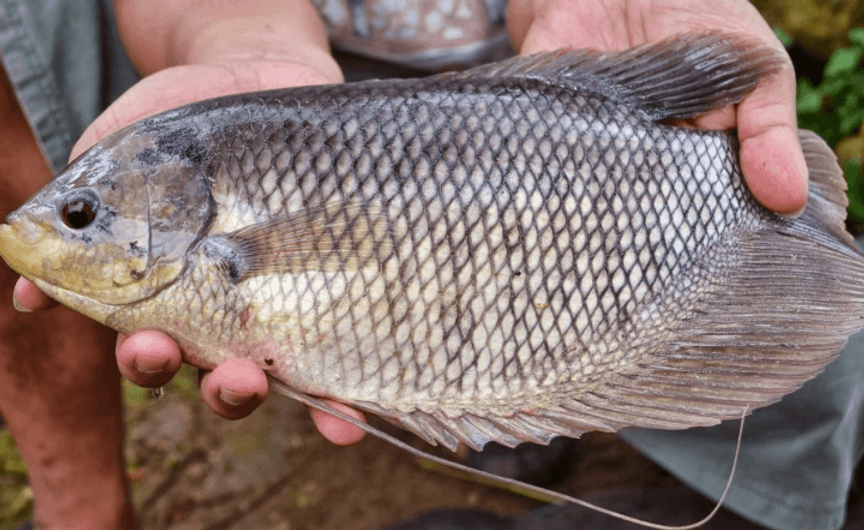 Cara Mencegah Ikan Gurame Jamuran