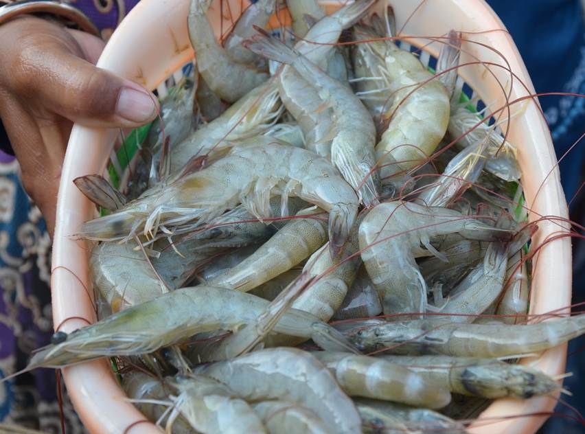 Memahami Penyebab Udang Mati Mendadak & Mitigasinya