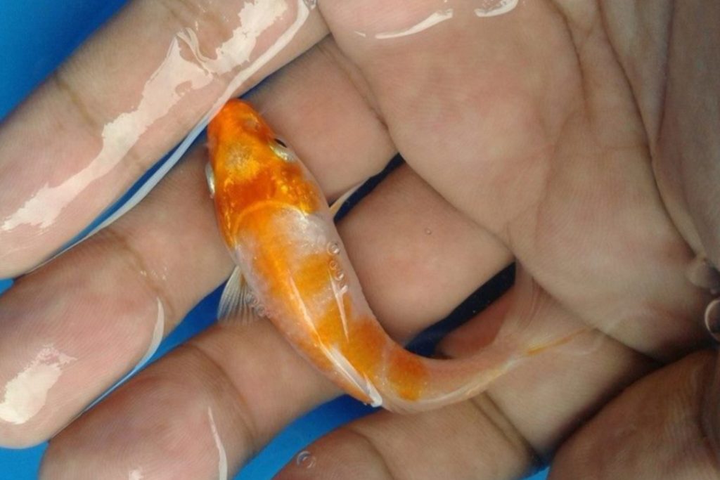 Pertolongan Pertama Ikan Sakit
