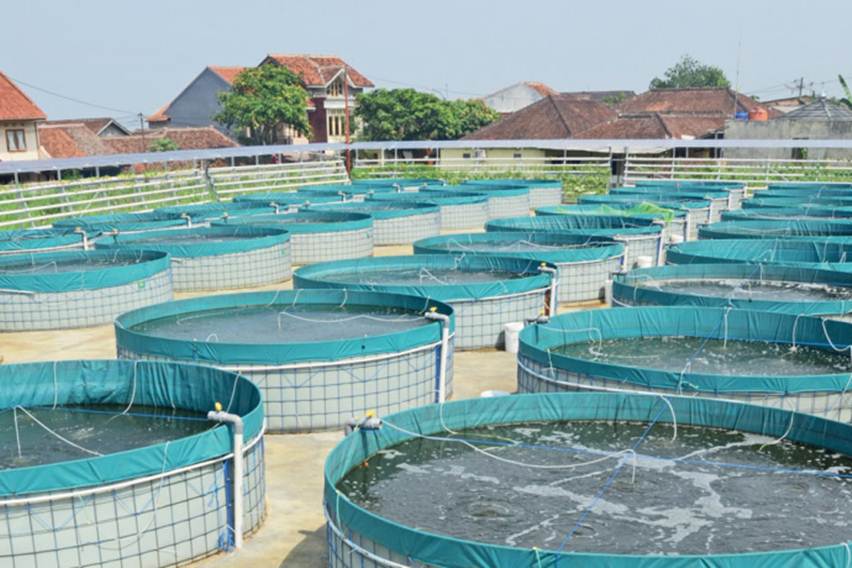 Budidaya Ikan Nila Menggunakan Sistem Bioflok