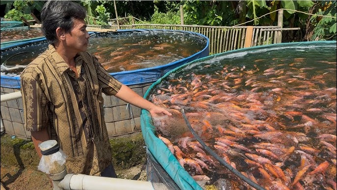 Komplit! Begini Cara Budidaya Ikan Nila di Kolam Terpal