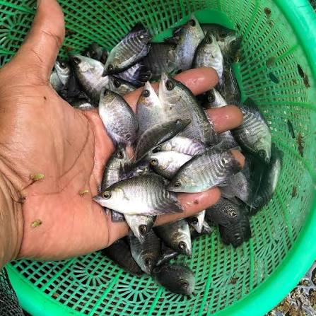 5 Cara Pembenihan Ikan Gurame yang Baik & Benar
