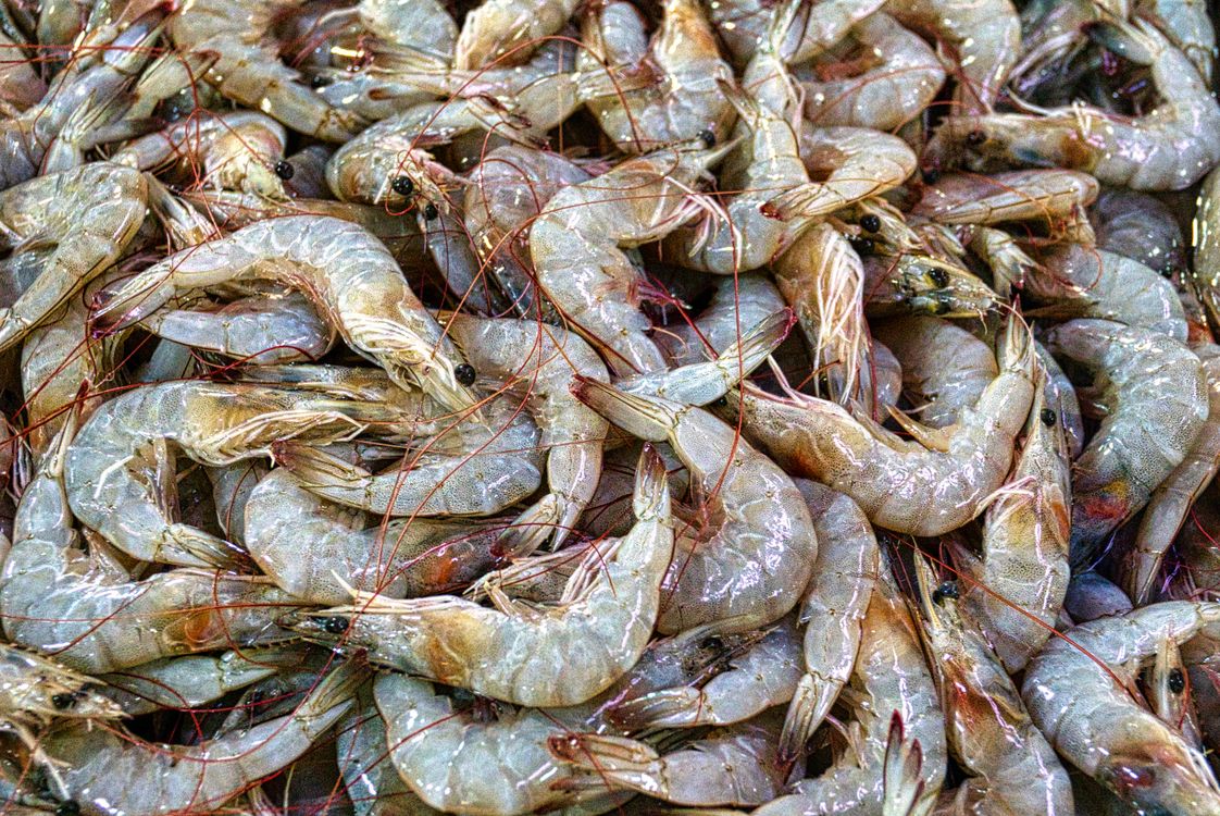Fakta Manfaat Udang untuk Tubuh & Kandungan Gizi Lengkapnya